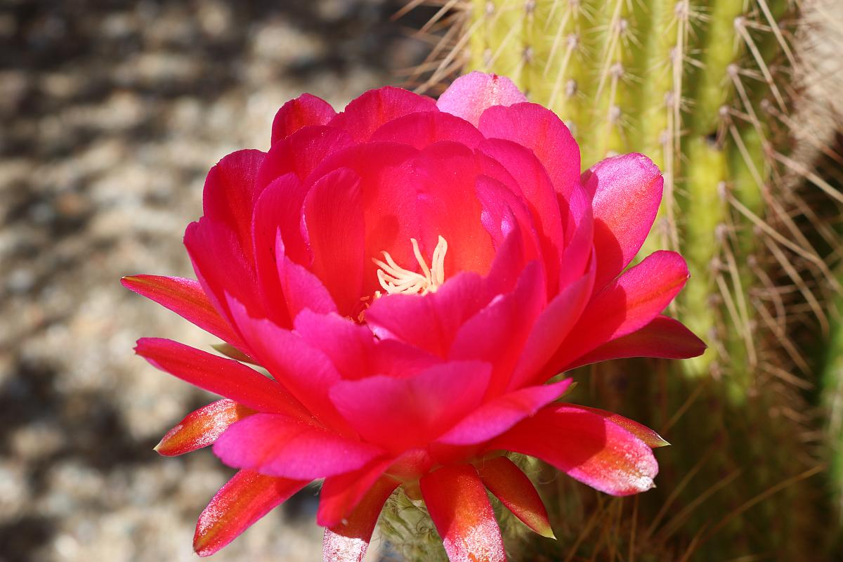 Cherry Red Cactus Flower