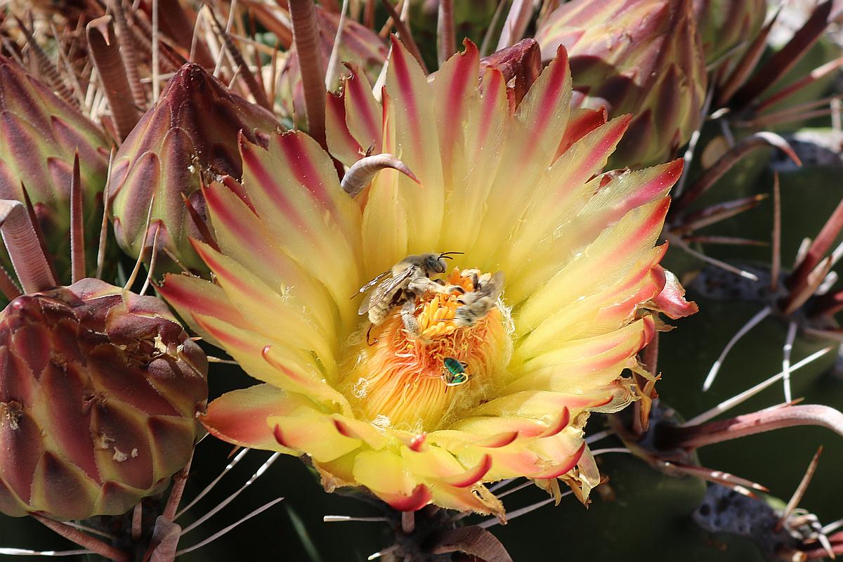 Cactus Flower