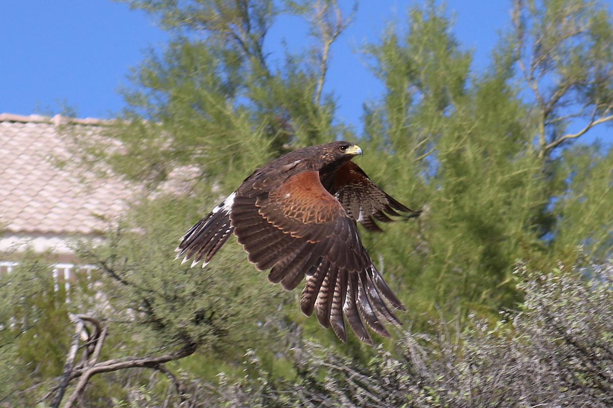 Hawk in Flight