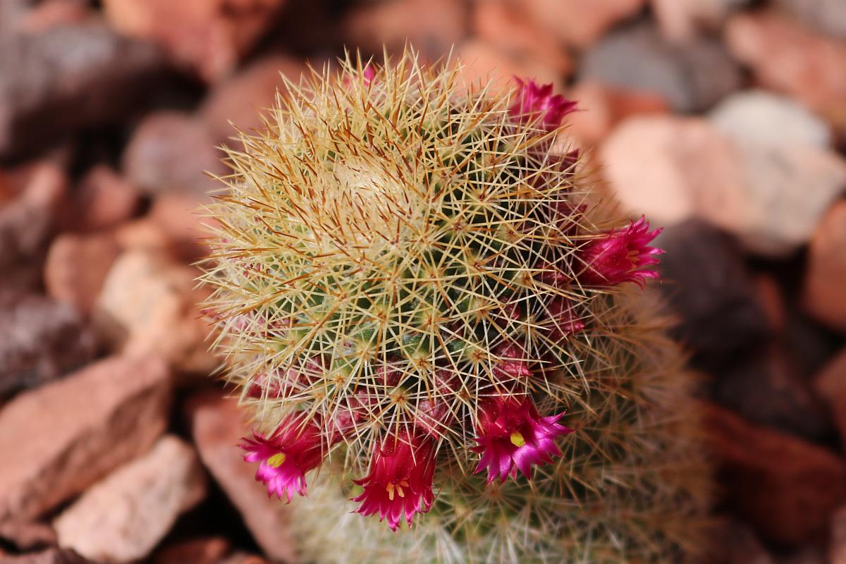 Tiny Pink Flowers