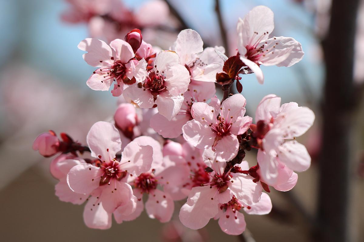 Plum Flowers