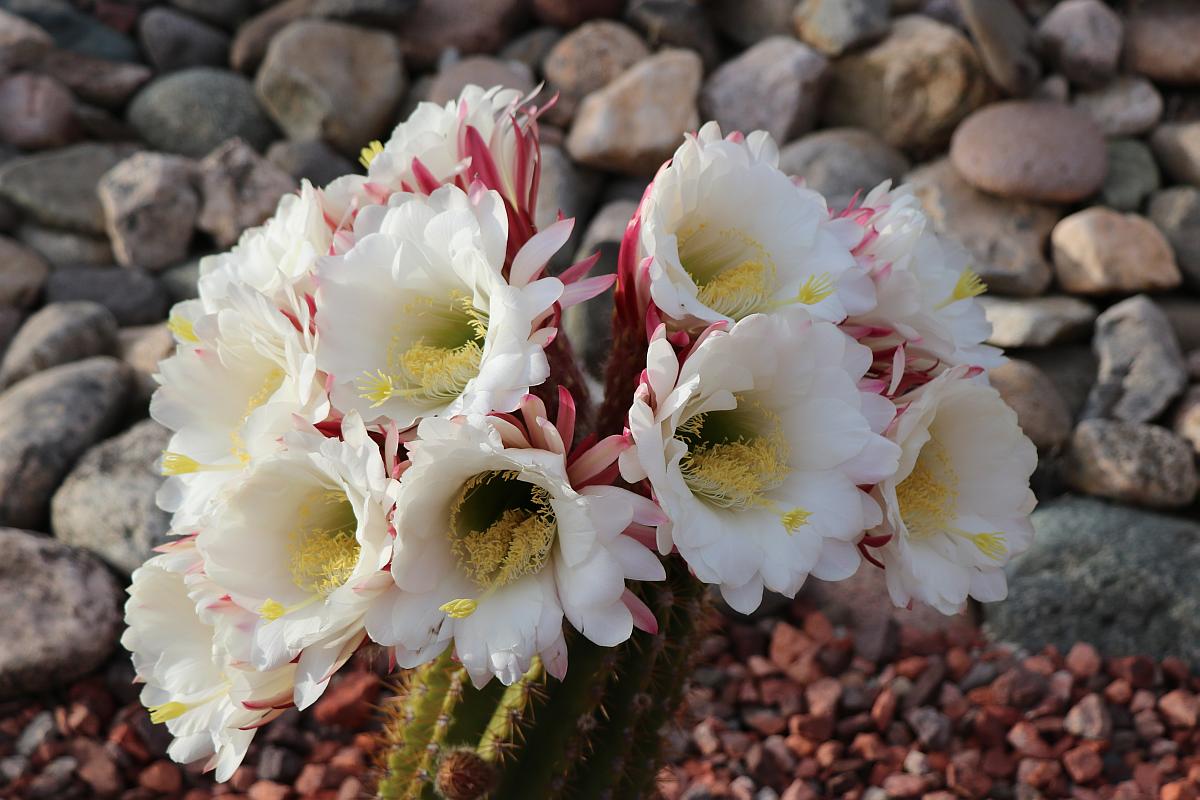 One Dozen Argentine Giant Cactus Flowers