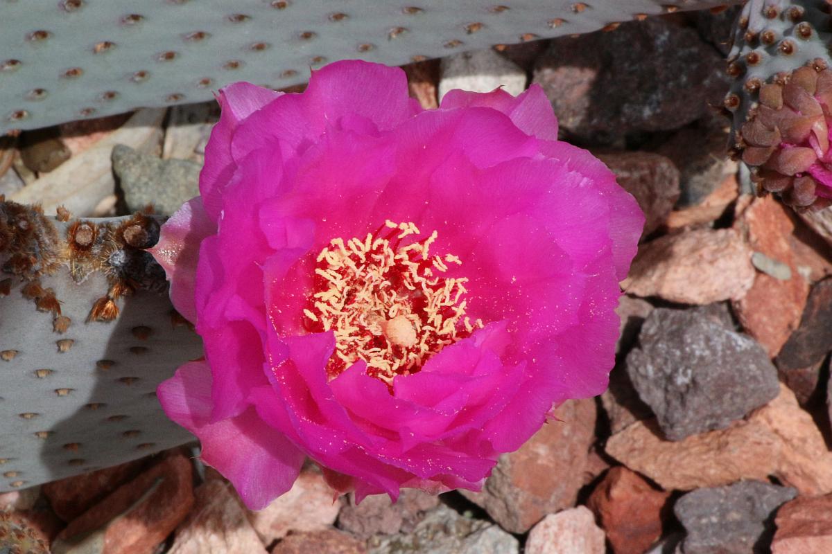 Opuntia Basilaris Flower