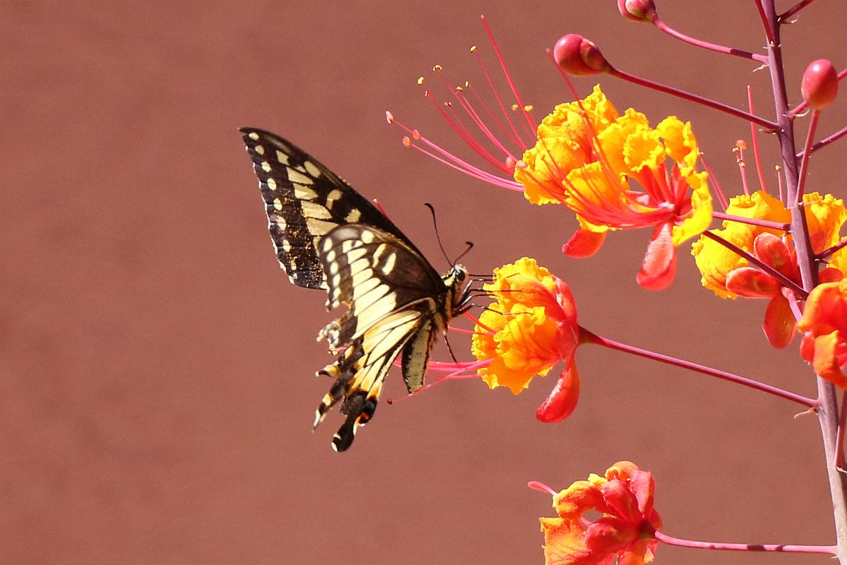 Butterfly and Red Bird Flowers