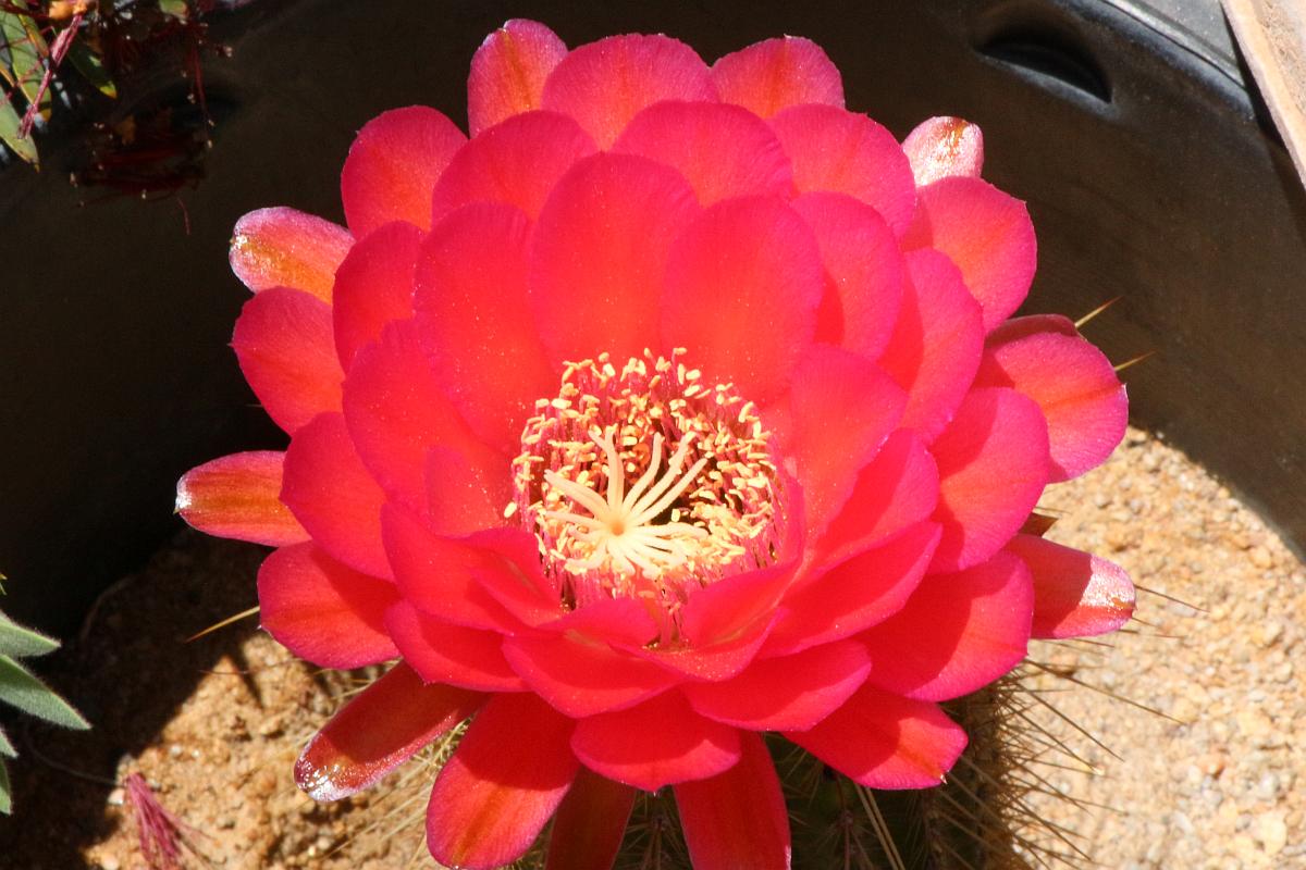 Open Flower Close-up