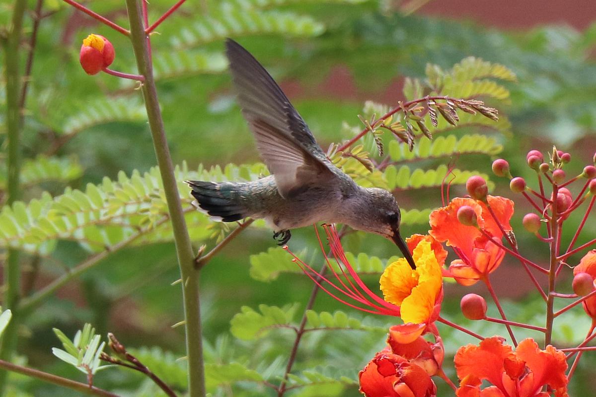 Hummingbird Browsing Red Bird of Paradise Flowers
