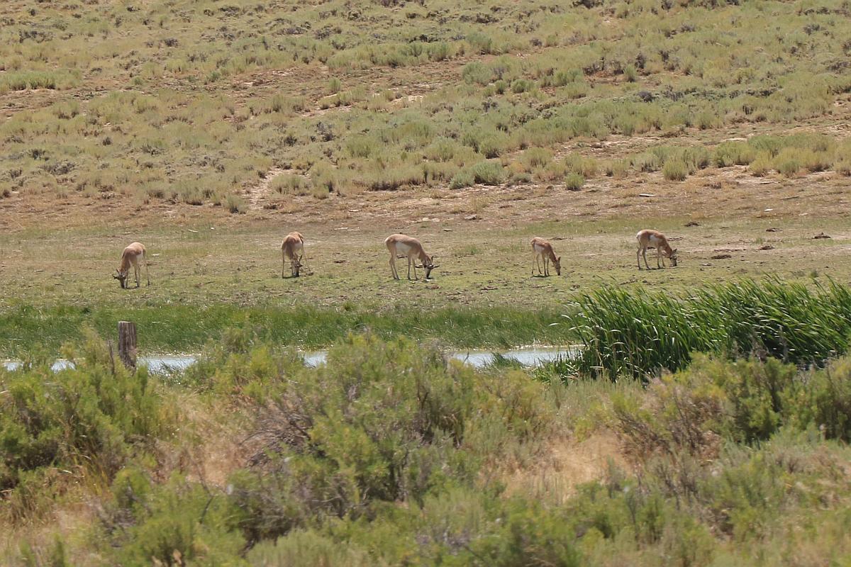 antelope-herd-grazing.jpg