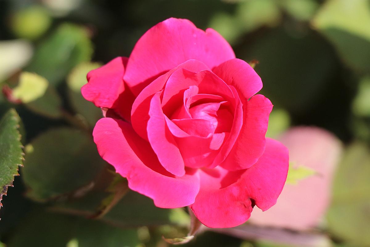 Southwestern Rose