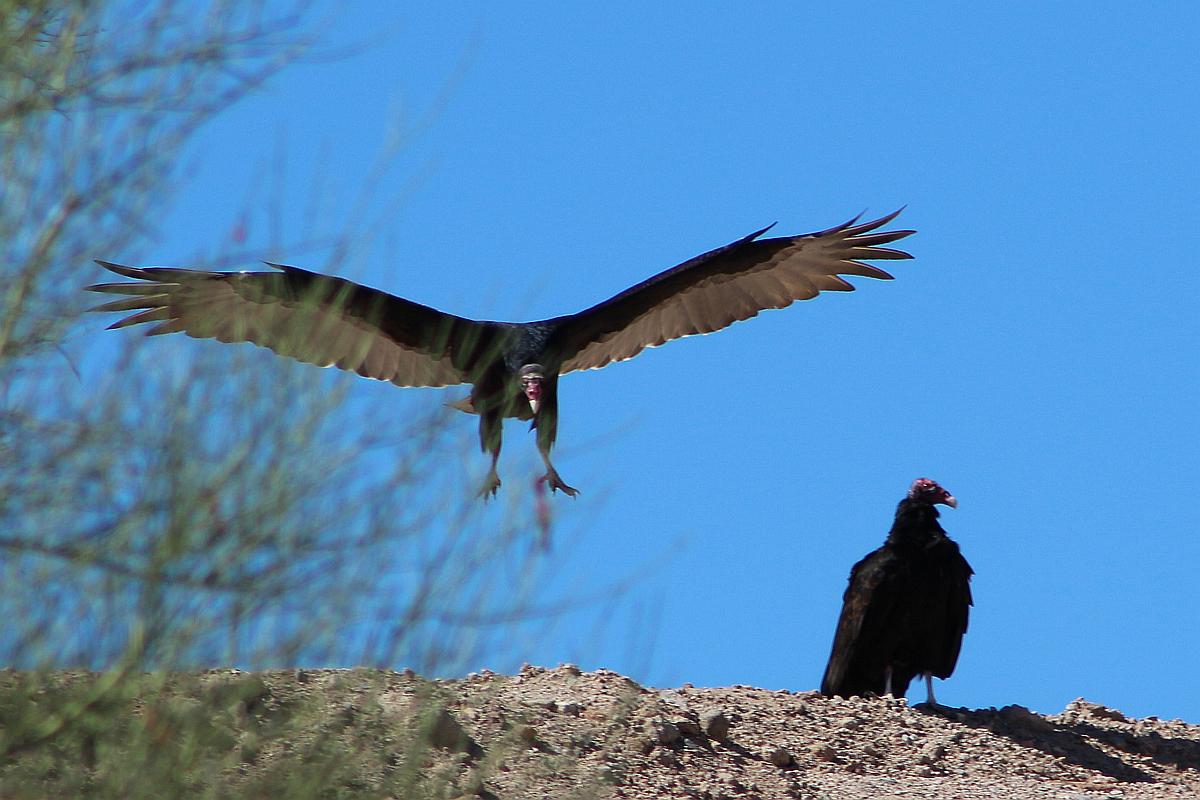 Turkey Buzzards