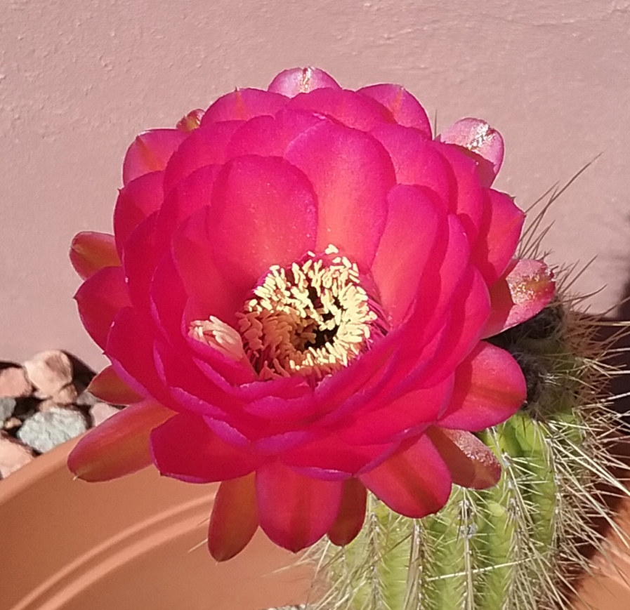 Cherry Red Cactus Flower