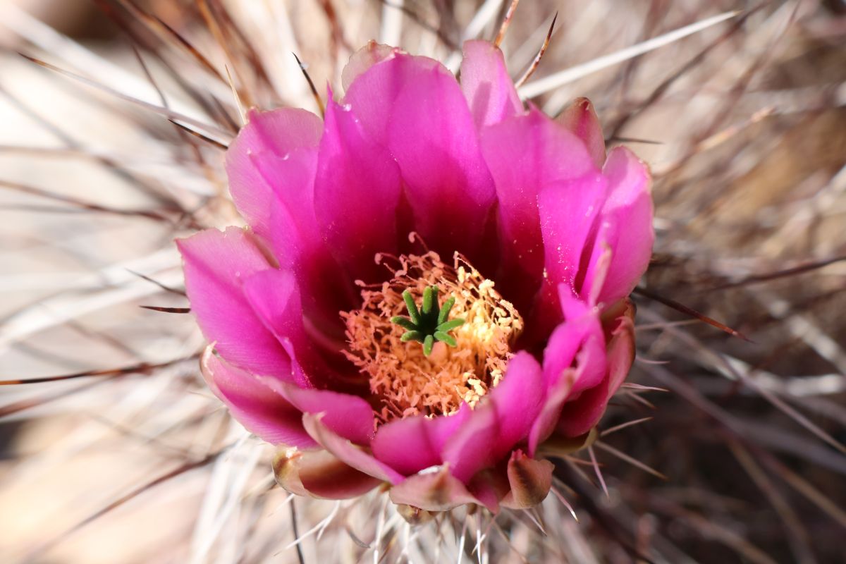 Hedgehog Cactus Flower