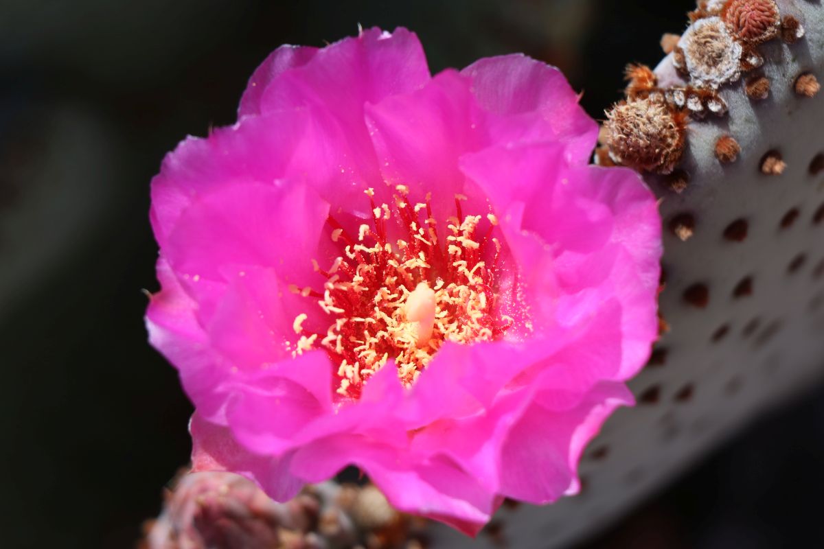 Beavertail Flower