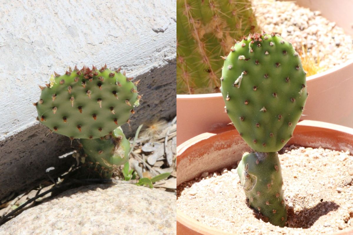 Paddle Cactus Rescue