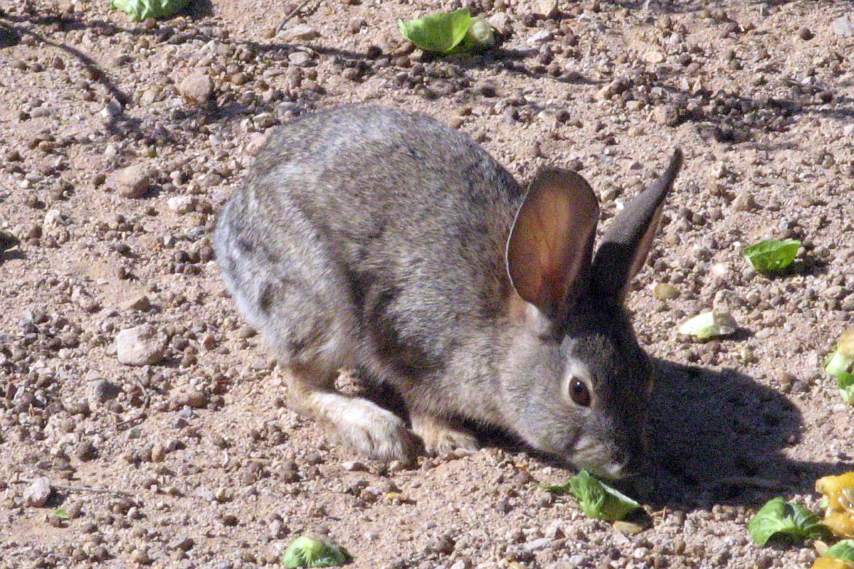 Desert Cottontail Rabbit