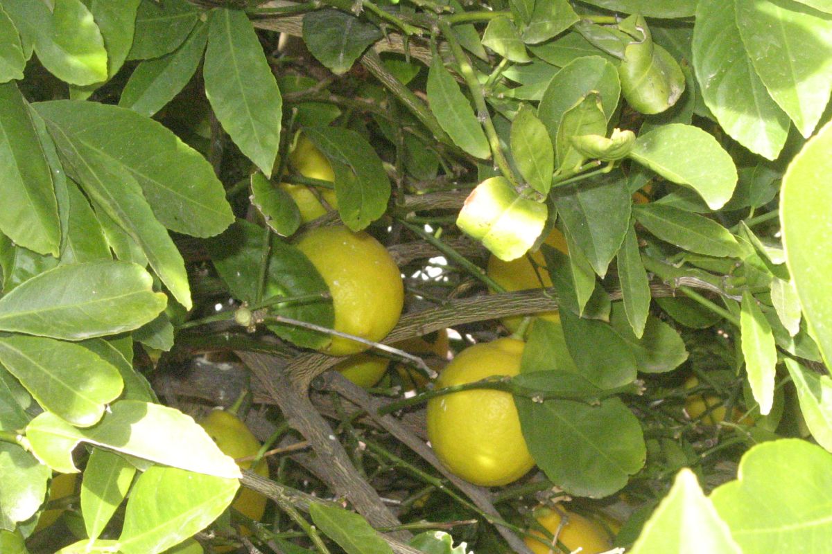 Small Quantity of Remaining Lemons