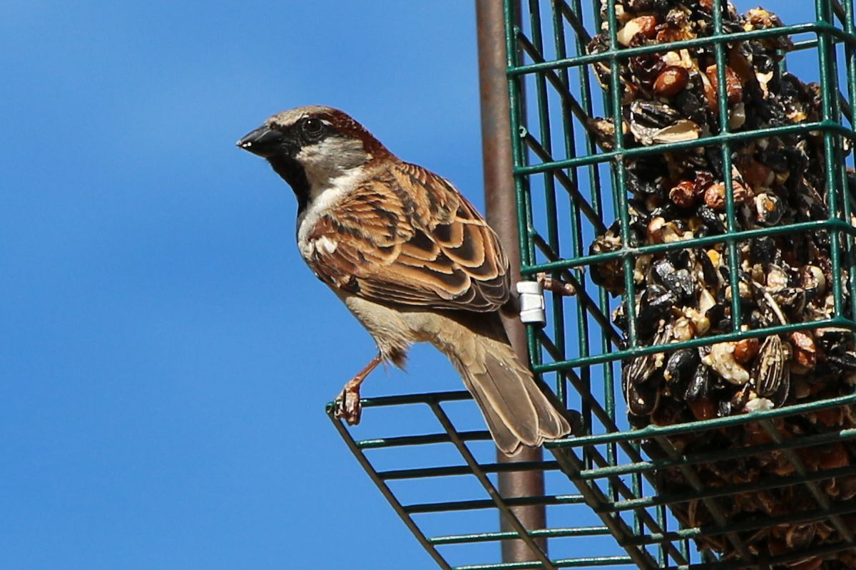 Black-Throated Sparrow