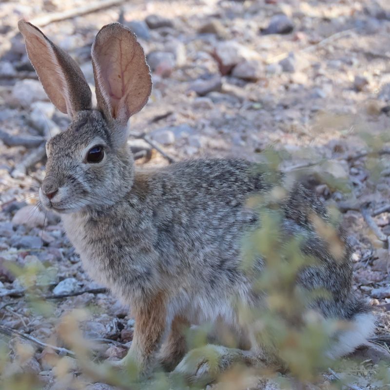 Desert Cottontail