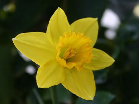 First Daffodil – Verna and Bob's Weblog